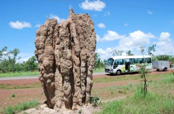 Австралия | Гигантские термитники достигают высоты 5 метров. Известно, что на каждого человека на земле приходится 900 кг насекомых, из них 750 кг термитов. Насекомые размером с муравья живут организованной общиной. Но их «закупоренные» «каменные» гнезда не имеют ничего 
