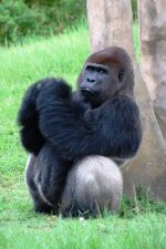 Если наблюдать за гориллой хотя бы минут 10, то начинаешь понимать всю справедливость теории Дарвина | Флорида