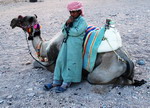 Верблюд для бедуинов по-прежнему остается главной жизненной ценностью | Египет