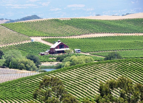 Винные долины Калифорнии дарят не только изысканные вина и кухню, но и удивительно гармоничные пейзажи. В долине Напа более 250 виноделен простираются вдоль 56-километровой дороги №29