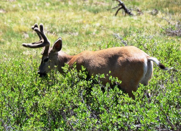 В Йосемитском парке насчитывается более 250 видов животных, многих из которых можно запросто увидеть в естественной среде