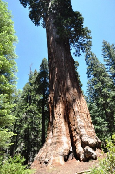 Гигантская секвойя Генерал Грант – третье по величине дерево мира