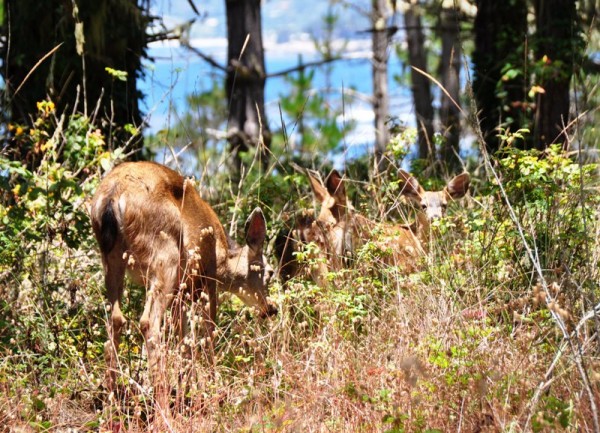 В заповеднике Дикой природы Поинт Лобос недалеко от Монтерея диких животных можно увидеть в естественной среде и на расстоянии вытянутой руки