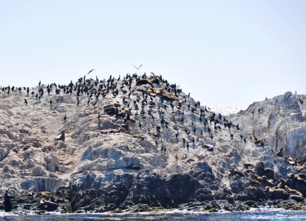 Если приглядеться, на Острове Птиц в Заповеднике Дикой Природы Поинт Лобос можно обнаружить не только пернатых, но и морских котиков 