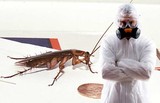 Как предотвратить появление тараканов