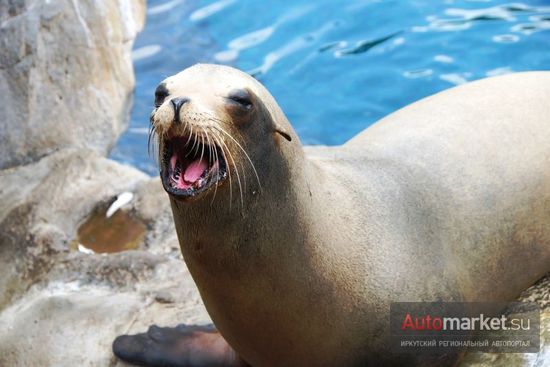 Парк Sea World в Орландо