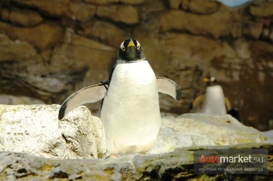 Парк Sea World в Орландо