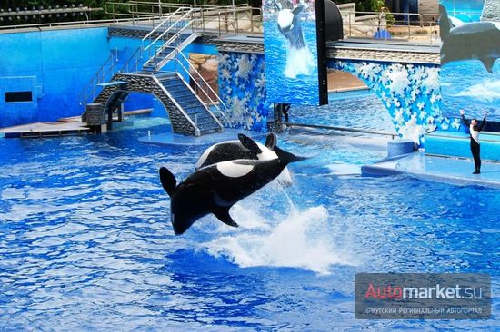 Парк Sea World в Орландо