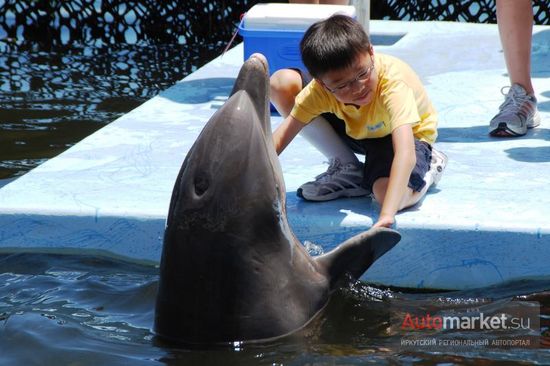 Центр сохранения дельфинов на Киз