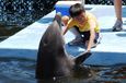 Центр сохранения дельфинов на Киз
