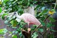 Сад Фламинго в Майами