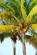 Багамы-2008