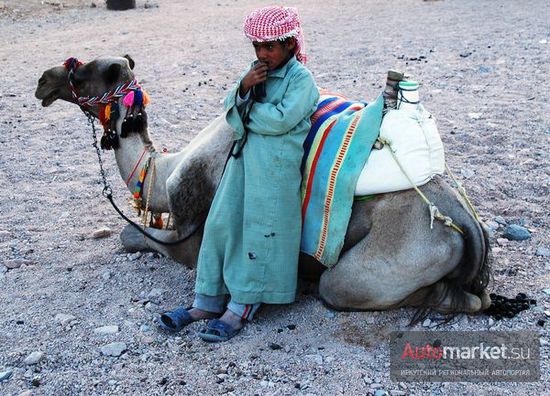 Верблюд для бедуинов по-прежнему остается главной жизненной ценностью